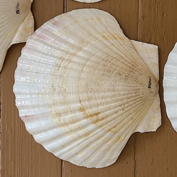 Large Scalloped Clam Shells Made in Japan - Picture 10 of 16